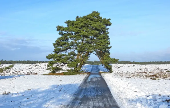 Road, field, the sky, snow, nature, tree, spring