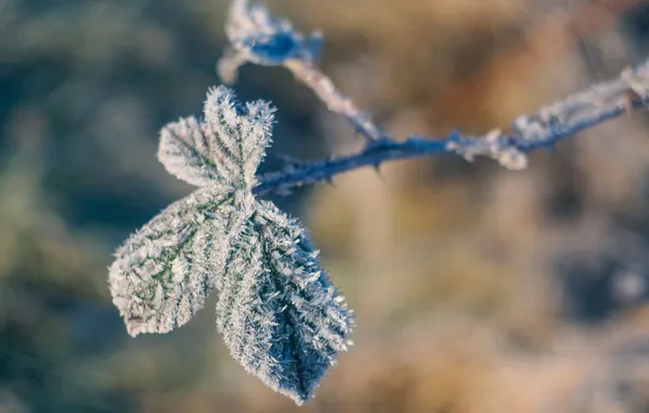Picture winter, frost, leaves, macro, snow, trees, nature, branch
