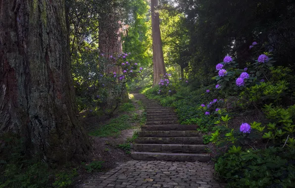 Flowers, nature, Park