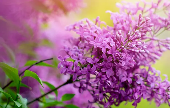 Flowers, branches, spring, flowering, lilac, inflorescence, blooming lilacs