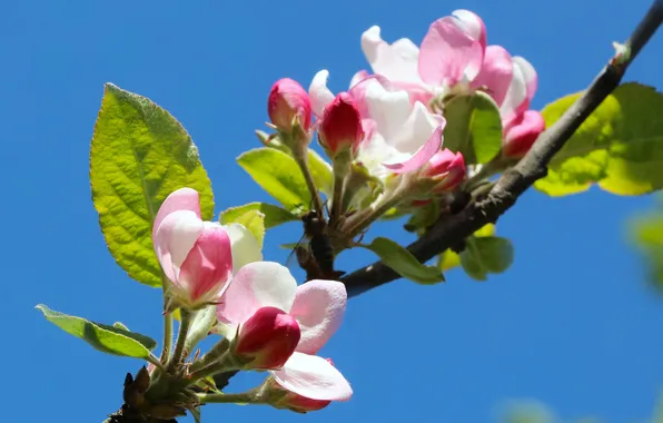 Spring, twig, blooming