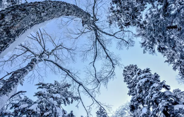Winter, frost, the sky, snow, trees, branches, trunks, blue