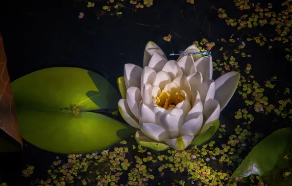 Greens, flower, summer, leaves, water, light, lake, pond