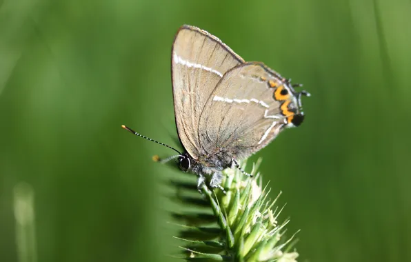 Picture background, butterfly, insect, a blade of grass