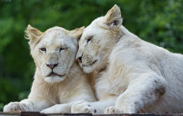 Picture cats, pair, the cubs, white lion, ©Tambako The Jaguar