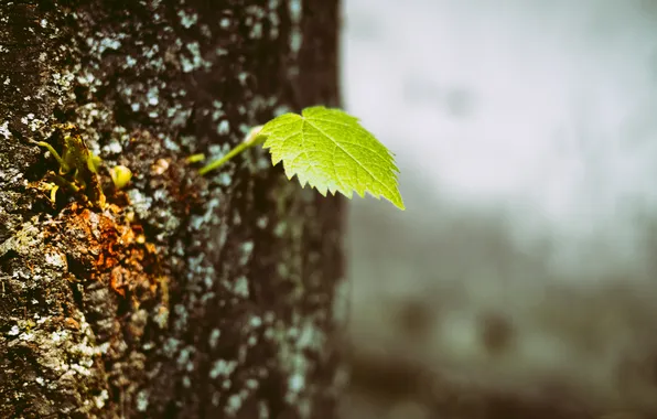 Picture green, tree, leaf