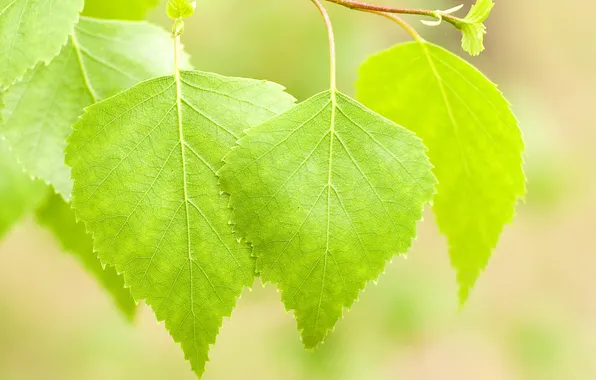 Picture leaves, green, spring