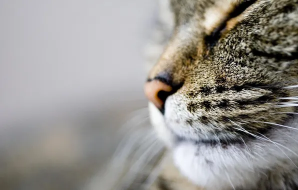 Mustache, face, nose