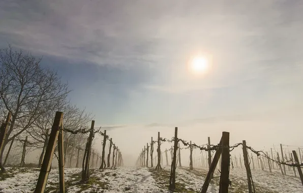 Picture fog, morning, vineyard