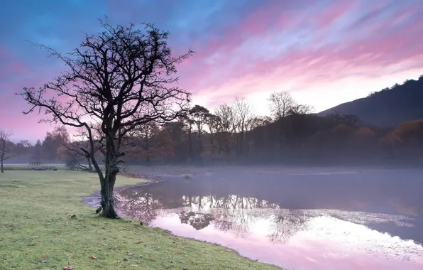 Picture fog, lake, tree