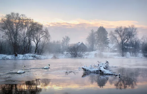 Picture cold, winter, trees, lake, home, morning, swans