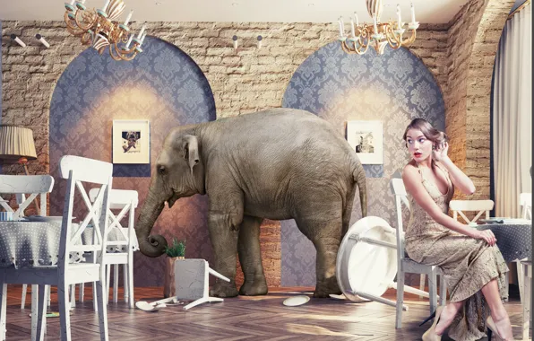 Girl, Restaurant, Elephant, Surprise, Chairs, Tables, Elephant in the restaurant, Exotic wildlife