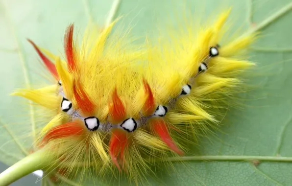 Picture caterpillar, sheet, wool