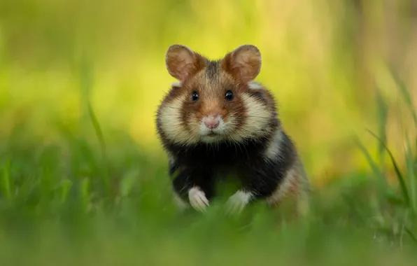 Grass, look, pose, legs, hamster, muzzle, stand, bokeh