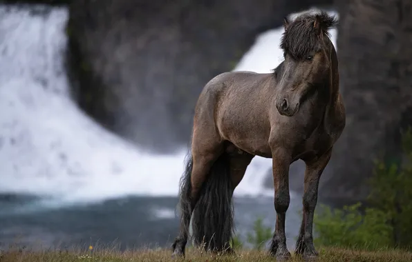 Look, face, rocks, horse, shore, horse, waterfall, stream