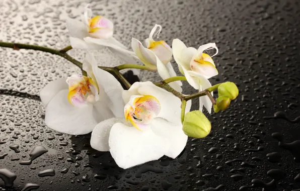 Flower, water, drops, shadow, Orchid, white petals