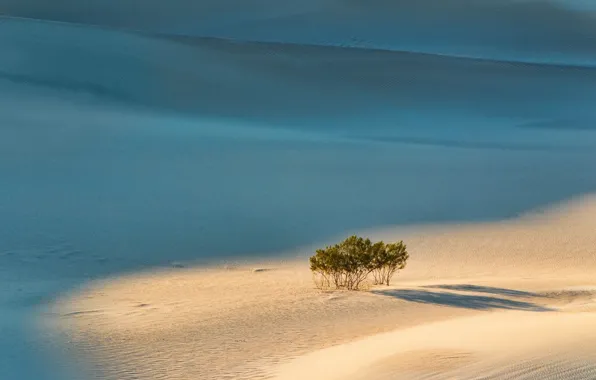 Picture sand, trees, landscape