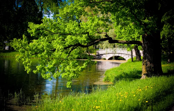 Greens, forest, water, bridge, nature, pond, oak, Tsarskoye Selo