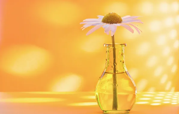 Picture background, Daisy, vase, bottle
