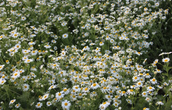 Greens, field, summer, flowers, glade, chamomile