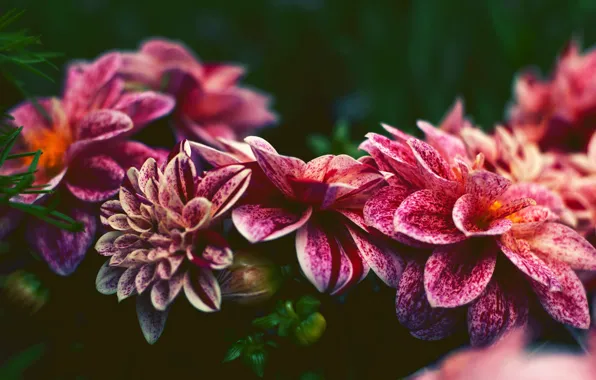 Leaves, macro, flowers, the dark background, petals, garden, dahlias, spotted