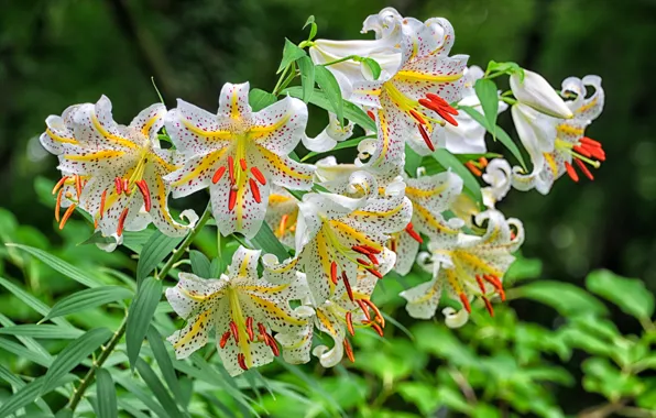 Picture summer, flowers, Lily, garden, white