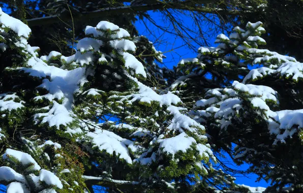 Winter, snow, spruce, twig