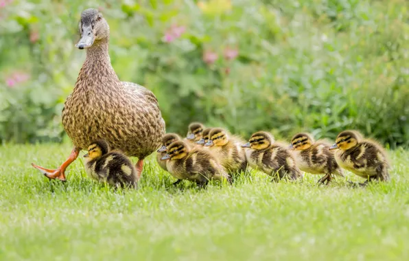 Picture birds, walk, ducklings, duck, Chicks