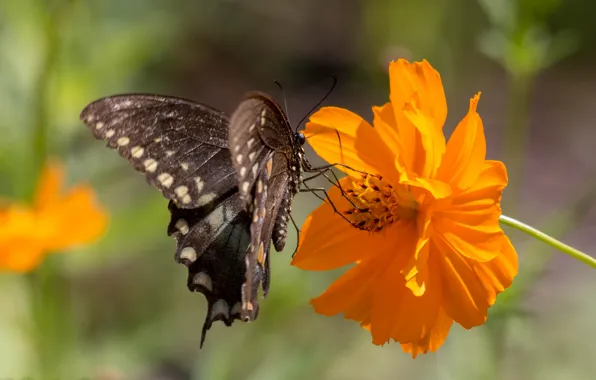Flower, butterfly, kosmeya