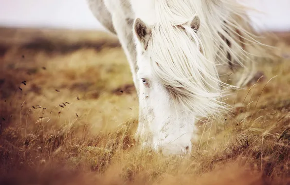 Picture grass, nature, horse
