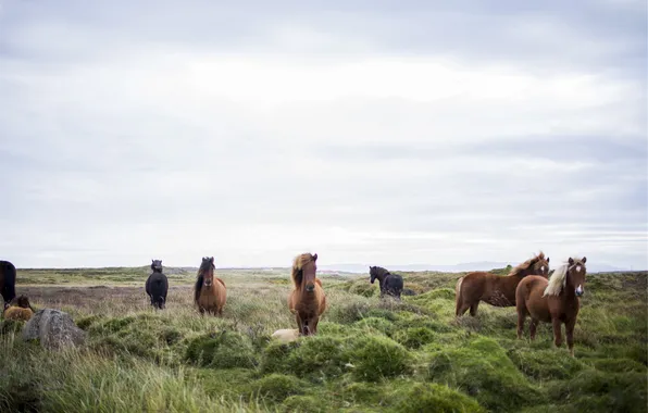 Field, grass, horse, horse, horses, meadow, the herd