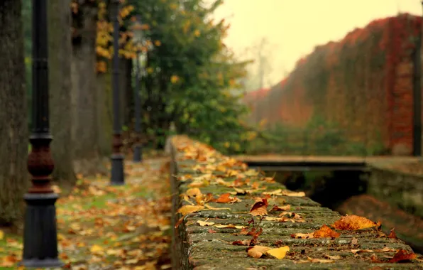 Picture sadness, autumn, leaves