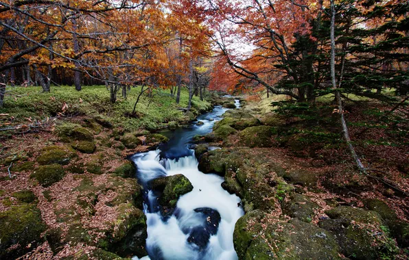 Picture autumn, forest, river, stream