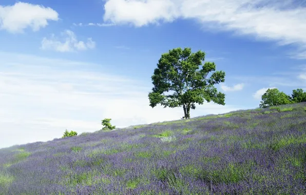 Picture TREE, PAIR, FIELD, LAVENDER, SITTING