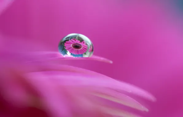 Water, drops, flowers, Rosa, reflection, petals, gerbera