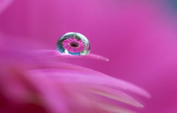Picture flower, water, Rosa, reflection, drop, petals, gerbera