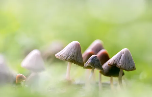 Picture macro, background, mushrooms