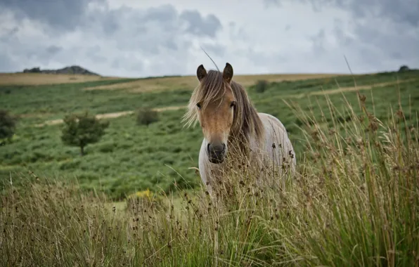 Picture grass, meadow, Dartmoor pony