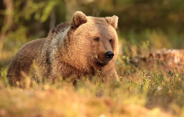 Grass, look, face, light, nature, pose, glade, bear