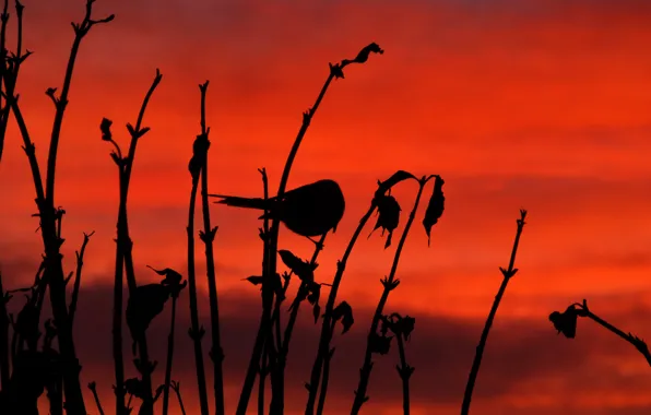 Picture the sky, clouds, bird, plant, silhouette, glow