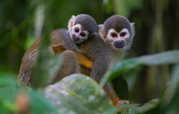 Look, leaves, pose, background, two, portrait, baby, monkey