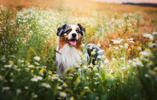 Field, flowers, dog, Wallpaper from lolita777, Aussie