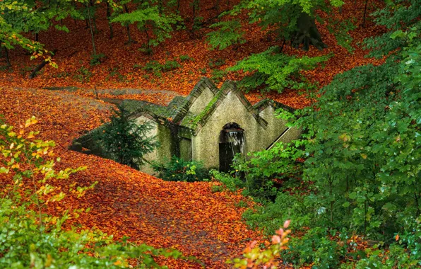 Picture autumn, forest, trees, stream, waterfall, Netherlands, Netherlands, fallen leaves