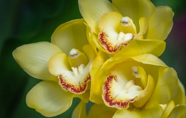 Macro, orchids, exotic
