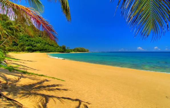 Picture sand, the sky, clouds, landscape, nature, river, palm trees, stay