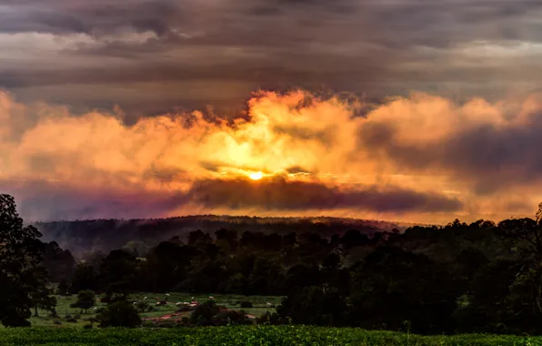 Picture greens, field, the sky, sunset, green, Nature, field, nature