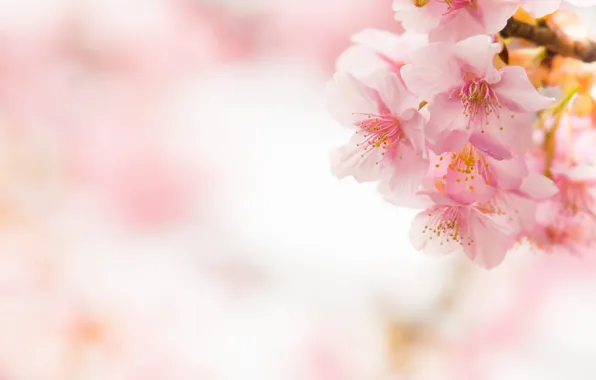 Macro, cherry, tenderness, spring, Sakura, pink