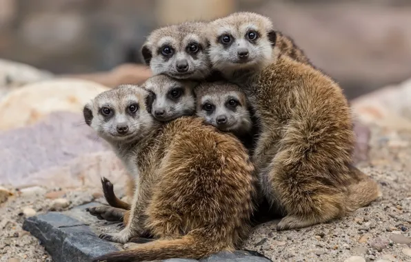 Picture nature, background, meerkats