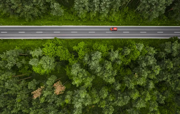 Forest, road, trees, route, vehicle