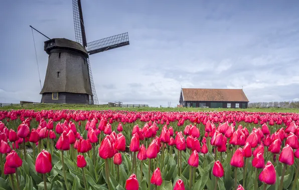 Flowers, house, tulips, pink, windmill